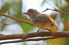 Large-billed Antwren